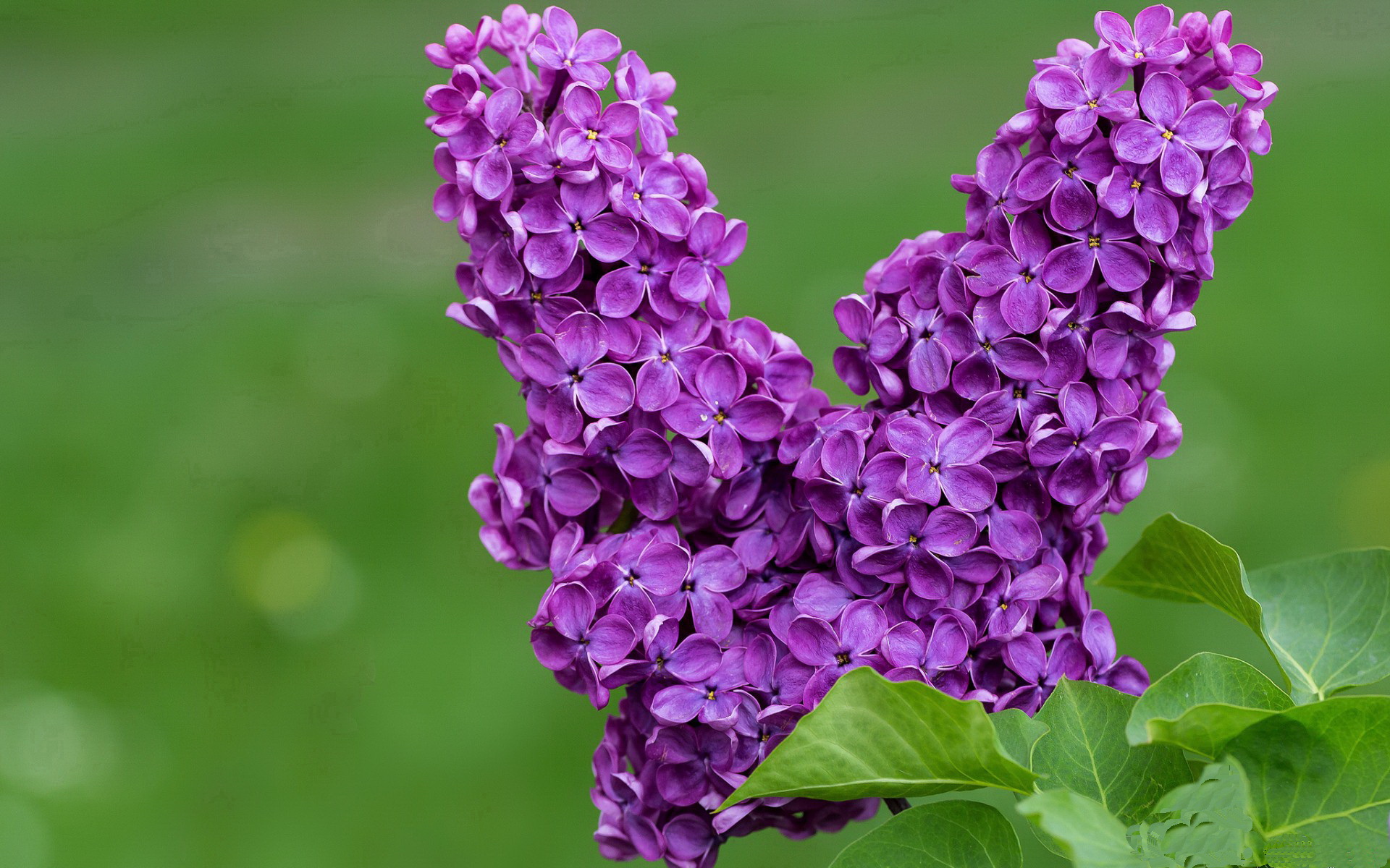 米兰体育app入口-选秀顺位是否决定球队重建成败，选秀顺位排名是什么意思