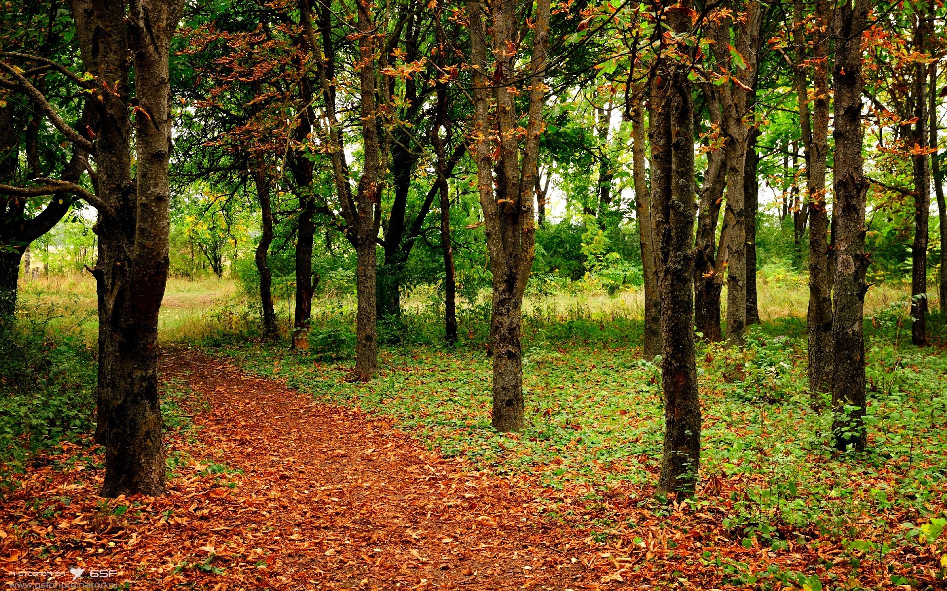 拉齐奥中路组织串联有效制造机会,拉齐奥足球俱乐部的辉煌时期