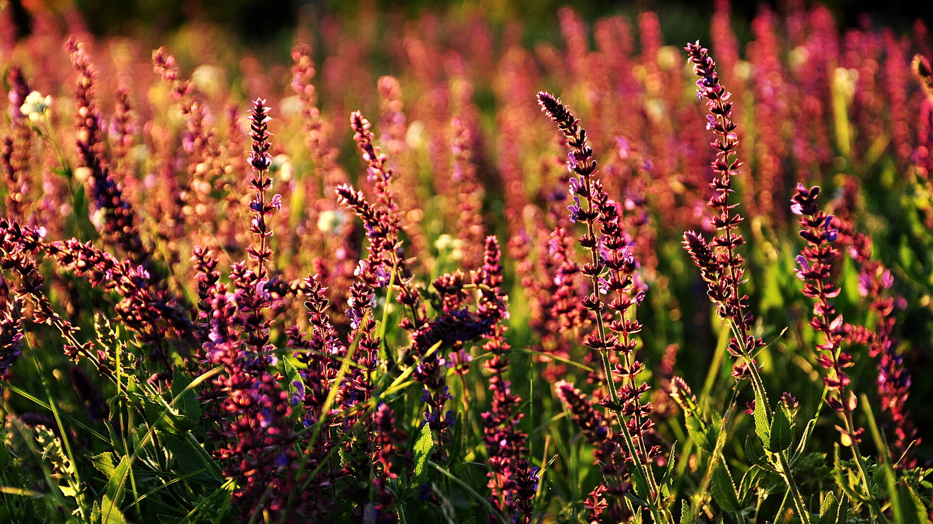 米兰体育APP下载-瑞·弗兰：他凭借出色的防守反应和敏锐的进攻嗅觉，总能在关键时刻做出决定性贡献