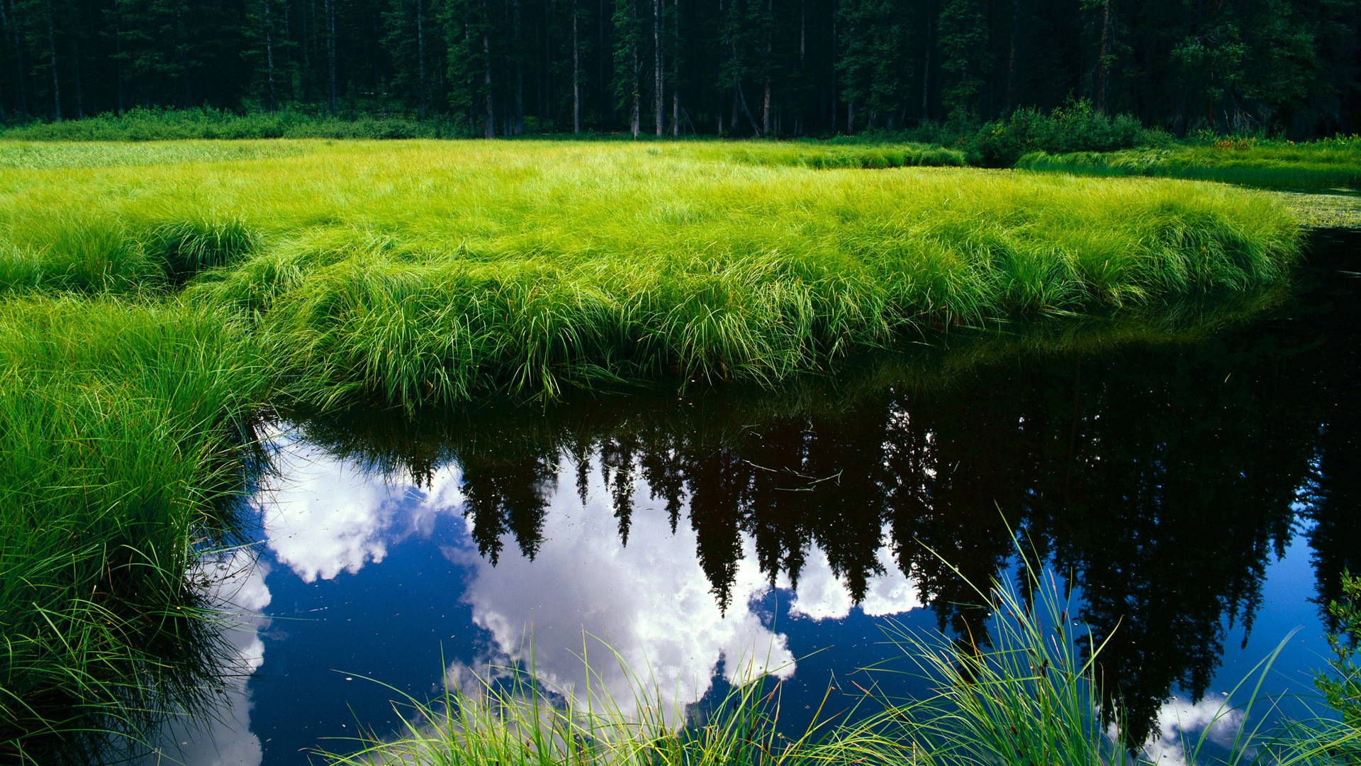 达米恩·麦肯齐:他是全黑队进攻体系中不可缺少的一环,达米特ko肯姆