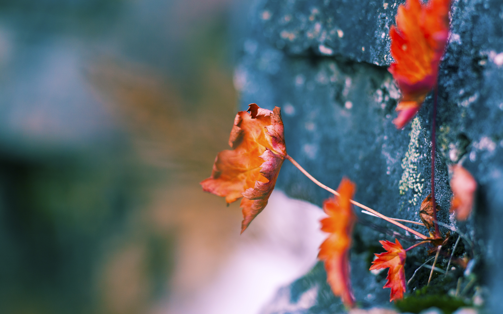 米兰体育下载-青训发展论坛举行多方探讨本土化与国际化结合路径，青训模式